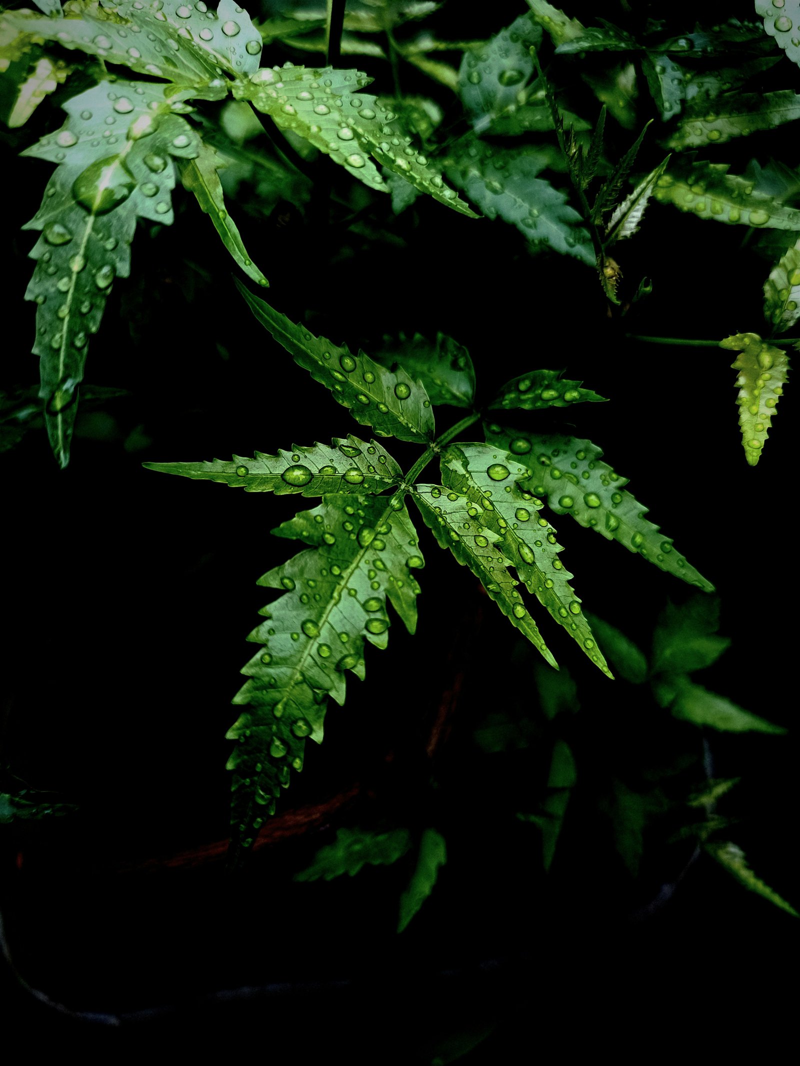 Native Plants